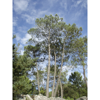 รูปถ่าย ฝรั่งเศส(France) ฟงเทนโบล(Fontainebleau) ทัวร์ป่า(Circuit des 25 bosses) 2007-08 108