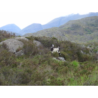 รูปถ่าย ไอร์แลนด์(Ireland) เคอร์รี่(Kerry) สวนสาธารณะคิลลาร์นีย์เนชั่นเนล(Killarney National Park) 2004-05 33