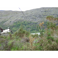 รูปถ่าย ไอร์แลนด์(Ireland) เคอร์รี่(Kerry) สวนสาธารณะคิลลาร์นีย์เนชั่นเนล(Killarney National Park) 2004-05 36