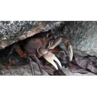 รูปถ่าย เซเชลส์(Seychelles) เกาะกูรีเยิซ(Curieuse) 2011-10 56