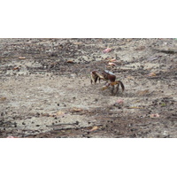 รูปถ่าย เซเชลส์(Seychelles) เกาะกูรีเยิซ(Curieuse) 2011-10 45