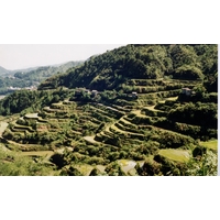รูปถ่าย ฟิลิปปินส์(Philippines) บานาเวย์(Banaue) 1997-03 10