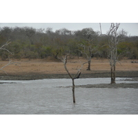 รูปถ่าย แอฟริกาใต้(South Africa) อุทยานแห่งชาติครูเกอร์(Kruger National Park) มปอนโด(Mpondo) 2008-09 31