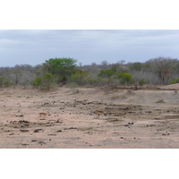รูปถ่าย แอฟริกาใต้(South Africa) อุทยานแห่งชาติครูเกอร์(Kruger National Park) มปอนโด(Mpondo) 2008-09 19