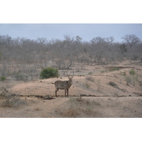 รูปถ่าย แอฟริกาใต้(South Africa) อุทยานแห่งชาติครูเกอร์(Kruger National Park) มปอนโด(Mpondo) 2008-09 21