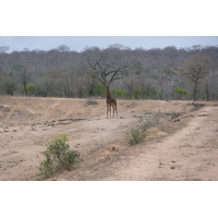รูปถ่าย แอฟริกาใต้(South Africa) อุทยานแห่งชาติครูเกอร์(Kruger National Park) มปอนโด(Mpondo) 2008-09 14