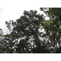 รูปถ่าย คอสตาริกา(Costa Rica) ปวยร์โตเบียโฆเดตาลามังกา(Puerto Viejo de Talamanca) 2015-03 51
