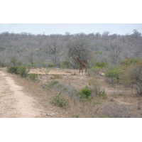 รูปถ่าย แอฟริกาใต้(South Africa) อุทยานแห่งชาติครูเกอร์(Kruger National Park) มปอนโด(Mpondo) 2008-09 7