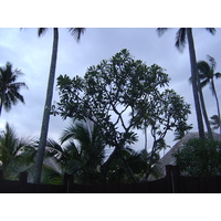 รูปถ่าย เฟรนช์โพลี่นีเซีย(Polynesia) มูเรีย(Moorea) โรงแรมเพิร์ลรีสอร์ต(Pearl Resort Hotel) 2006-04 2