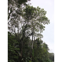 รูปถ่าย คอสตาริกา(Costa Rica) ปวยร์โตเบียโฆเดตาลามังกา(Puerto Viejo de Talamanca) 2015-03 4