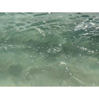 รูปถ่าย กวาเดอลูป(Guadeloupe) หาดลาการาแวล(La Caravelle Beach) 2021-02 95