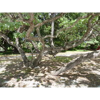 รูปถ่าย นิวแคลิโดเนีย(New Caledonia) 2010-05 71