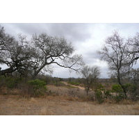 รูปถ่าย แอฟริกาใต้(South Africa) อุทยานแห่งชาติครูเกอร์(Kruger National Park) 2008-09 172