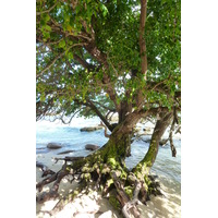 รูปถ่าย เซเชลส์(Seychelles) เกาะปราลิน(Praslin) 2011-10 178
