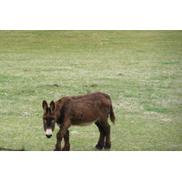 รูปถ่าย ฝรั่งเศส(France) โอบรัก(L'Aubrac) 2008-04 104