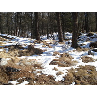 รูปถ่าย สวิสเซอร์แลนด์(Switzerland) ปองเทรซีน่า(Pontresina) 2007-01 157