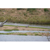รูปถ่าย แอฟริกาใต้(South Africa) อุทยานแห่งชาติครูเกอร์(Kruger National Park) แม่น้ำครอกโคไดล์(Crocodile River) 2008-09 50