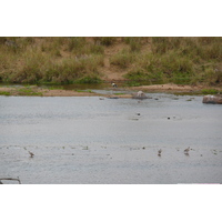 รูปถ่าย แอฟริกาใต้(South Africa) อุทยานแห่งชาติครูเกอร์(Kruger National Park) แม่น้ำครอกโคไดล์(Crocodile River) 2008-09 51