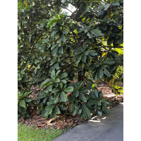 รูปถ่าย สิงคโปร์(Singapore) สวนพฤกษศาสตร์สิงคโปร์(Singapore Botanic Gardens) 2023-01 46