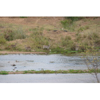รูปถ่าย แอฟริกาใต้(South Africa) อุทยานแห่งชาติครูเกอร์(Kruger National Park) แม่น้ำครอกโคไดล์(Crocodile River) 2008-09 47