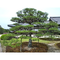 รูปถ่าย ญี่ปุ่น(Japan) เกียวโต(Kyoto) ปราสาทนิโจ(Nijo Castle) 2010-06 89