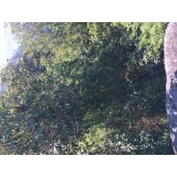 รูปถ่าย ไทย(Thailand) อุทยานแห่งชาติภูหินร่องกล้า(Phu Hin Rong Kla National Park) 2014-12 288