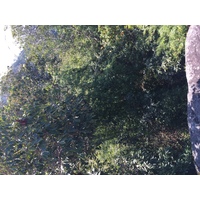 รูปถ่าย ไทย(Thailand) อุทยานแห่งชาติภูหินร่องกล้า(Phu Hin Rong Kla National Park) 2014-12 279