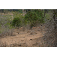 รูปถ่าย แอฟริกาใต้(South Africa) อุทยานแห่งชาติครูเกอร์(Kruger National Park) แม่น้ำครอกโคไดล์(Crocodile River) 2008-09 17