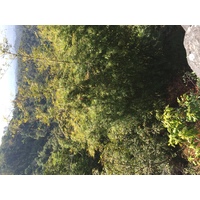 รูปถ่าย ไทย(Thailand) อุทยานแห่งชาติภูหินร่องกล้า(Phu Hin Rong Kla National Park) 2014-12 123