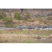 รูปถ่าย แอฟริกาใต้(South Africa) อุทยานแห่งชาติครูเกอร์(Kruger National Park) แม่น้ำครอกโคไดล์(Crocodile River) 2008-09 13