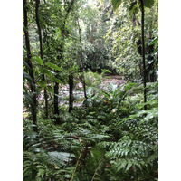 รูปถ่าย กวาเดอลูป(Guadeloupe) น้ำตกกุ้งเครย์ฟิช(Cascade aux ecrevisses) 2021-02 6
