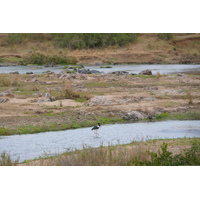รูปถ่าย แอฟริกาใต้(South Africa) อุทยานแห่งชาติครูเกอร์(Kruger National Park) แม่น้ำครอกโคไดล์(Crocodile River) 2008-09 1