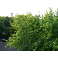 รูปถ่าย เยอรมนี(Germany) ดัสเซลดอร์ฟ(Dusseldorf) โรงแรมแรดิสัน(Radisson Hotel) 2007-05 21
