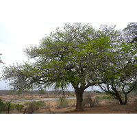 รูปถ่าย แอฟริกาใต้(South Africa) อุทยานแห่งชาติครูเกอร์(Kruger National Park) แม่น้ำครอกโคไดล์(Crocodile River) 2008-09 66