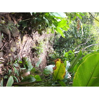รูปถ่าย ปานามา(Panama) เกาะบาสติเมนโตส(Bastimentos) 2015-03 7