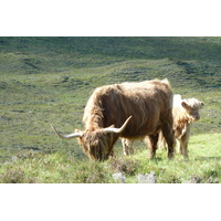 รูปถ่าย อังกฤษ(United Kingdom) เกาะสกาย(Skye) เทือกเขาคูลิน(The Cuillin) 2011-07 65