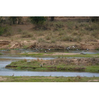 รูปถ่าย แอฟริกาใต้(South Africa) อุทยานแห่งชาติครูเกอร์(Kruger National Park) แม่น้ำครอกโคไดล์(Crocodile River) 2008-09 55