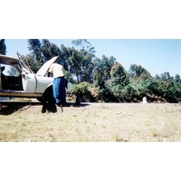 รูปถ่าย มาดากัสการ์(Madagascar) 1999-10 15