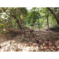 รูปถ่าย ปานามา(Panama) เกาะบาสติเมนโตส(Bastimentos) 2015-03 82