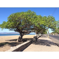 รูปถ่าย คอสตาริกา(Costa Rica) ปุนตาเรนัส(Puntarenas) 2015-03 111