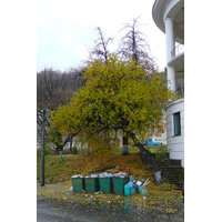 รูปถ่าย ยูเครน(Ukraine) เคียฟ(Kiev) โปดิล(Podil) 2007-11 103