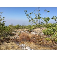 รูปถ่าย ไทย(Thailand) อุทยานแห่งชาติภูหินร่องกล้า(Phu Hin Rong Kla National Park) 2014-12 101