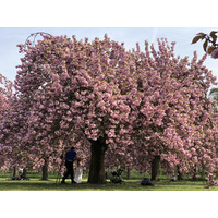 รูปถ่าย ฝรั่งเศส(France) สวนโซ(Parc de Sceaux) 2019-04 37