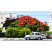 รูปถ่าย อิสราเอล(Israel) เทลอาวีฟ(Tel Aviv) ถนนจาบอตินสกี(Jabotinsky Street) 2007-06 6