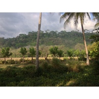 รูปถ่าย คอสตาริกา(Costa Rica) โดมินิกัล(Dominical) 2015-03 96