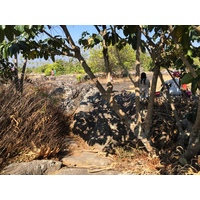รูปถ่าย ไทย(Thailand) อุทยานแห่งชาติภูหินร่องกล้า(Phu Hin Rong Kla National Park) 2014-12 388