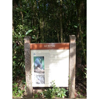 รูปถ่าย นิวแคลิโดเนีย(New Caledonia) อุทยานริเวียร์เบลอ(Parc de la Riviere Bleue) โรงแรมเลอกร็องกาโอรี(Le Grand Kaori) 2010-05 3