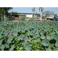 รูปถ่าย ไทย(Thailand) พิษณุโลก(Phitsanulok) ถนนมิตรภาพ(Mittraparp Road) 2008-01 110