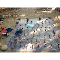 รูปถ่าย คอสตาริกา(Costa Rica) 2015-03 59