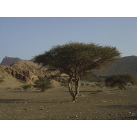 รูปถ่าย โอมาน(Oman) จากบูไมิไปถนนมาฮาดา(Buraimi to Mahada road) 2005-03 8